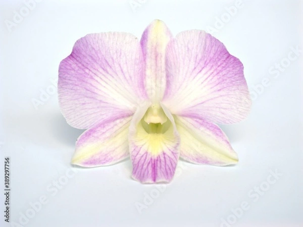 Fototapeta Closeup macro petals purple cooktown orchid ,Dendrobium bigibbum orchid flower plants with water drops and soft focus on sweet pink blurred background, sweet color for card design ,white orchid flower