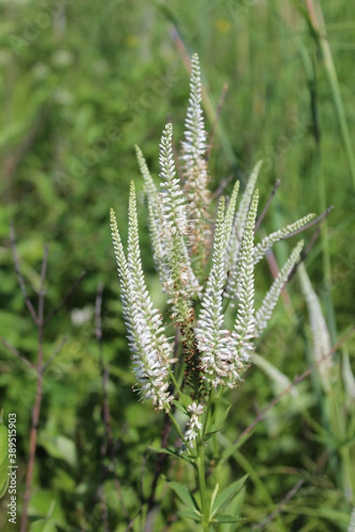 Fototapeta Culver's root wildflower at Somme Prairie Nature Preserve in Northbrook, Illinois