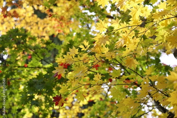 Fototapeta 長野県の秋の紅葉黄色と赤と緑