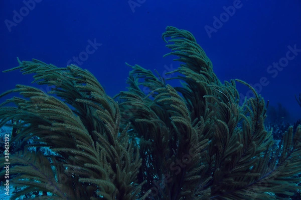 Fototapeta coral reef underwater landscape, lagoon in the warm sea, view under water ecosystem