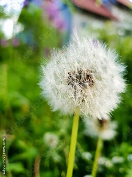 Fototapeta dandelion on green background