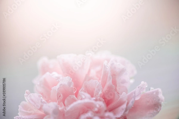 Fototapeta pink carnation in drops after rain