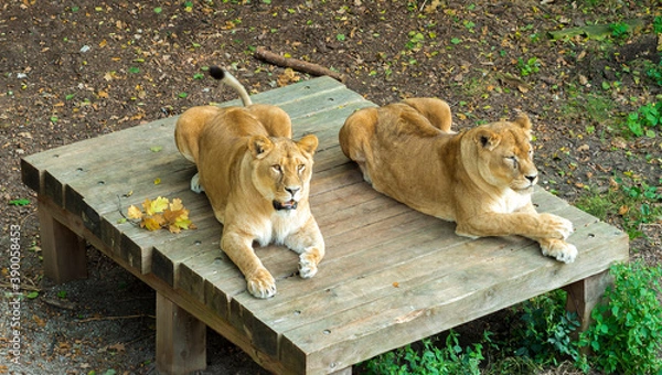 Fototapeta Lions at the zoo. The city of Kaliningrad. Russia september 2020