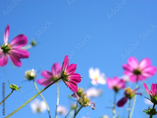 Fototapeta 秋の美しい青空の下で咲くピンク色のコスモスの花（日本の浜離宮恩賜庭園）