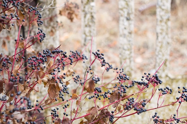 Fototapeta Autumn bush with red leaves and black ripe berries with grey wall in background. Selective focus