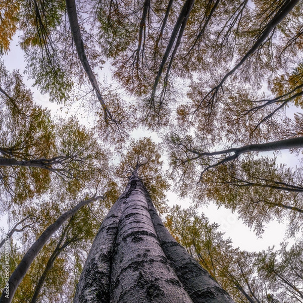 Fototapeta Autumntime trees crown