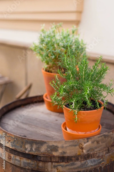 Fototapeta Fresh and green herbs in the old brown pots, vase of rosemary on the table of a street cafe with wooden tables and chairs. Soft focus