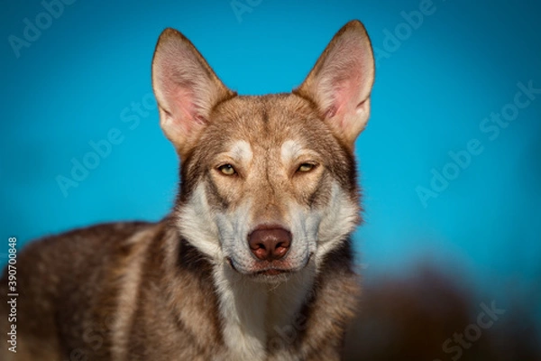 Fototapeta Saarlooswolfhond, Wolfhond, braun, waldbraun, Saaloos Wolfhond, wildfarben