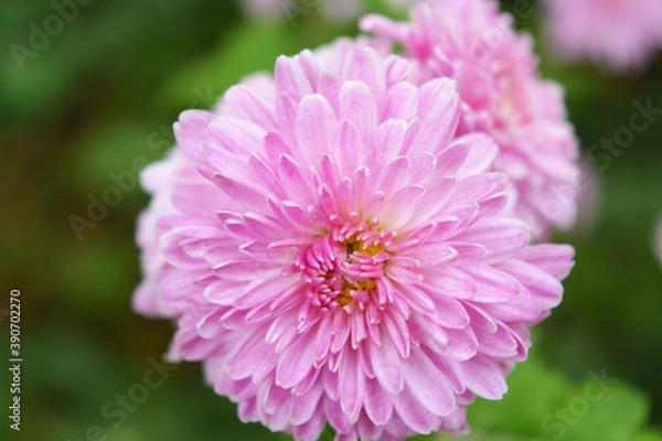 Fototapeta Bright and colorful tall bushes of Ukrainian chrysanthemums growing on the street of the city of Dnipro. Large purple autumn flowers set against the background of a bright and unforgettable nature.