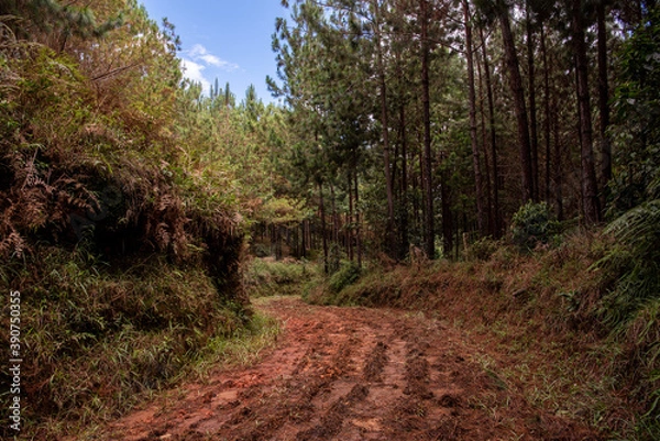 Fototapeta path in the woods in Jerico 