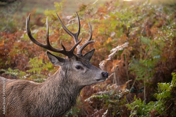 Obraz Beautiful image of red deer stag in vibrant golds and browns of Autumn Fall landscape forest