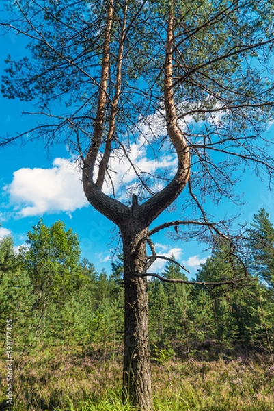 Fototapeta Pine with a forked trunk on a Sunny summer day .