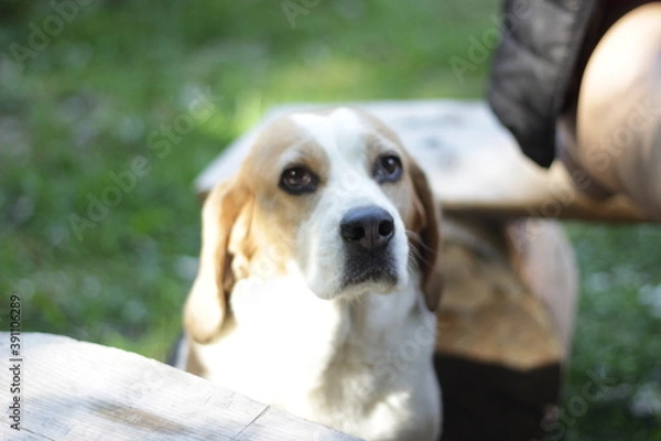 Fototapeta Beutiful beagle in the nature