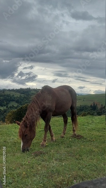 Fototapeta horses in the field