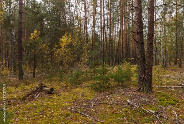 Fototapeta Coniferous forest on a cloudy day. Autumn forest with yellow leaves