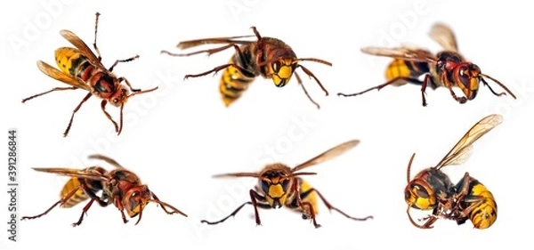 Fototapeta European hornet in latin Vespa crabro