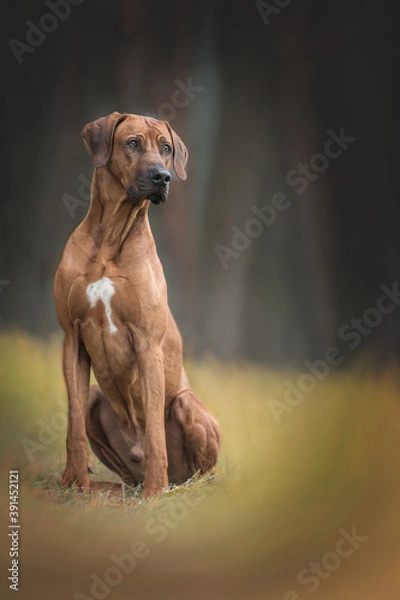 Fototapeta Beautiful rhodesian ridgeback dog sitting on the autumn forest bacground. 