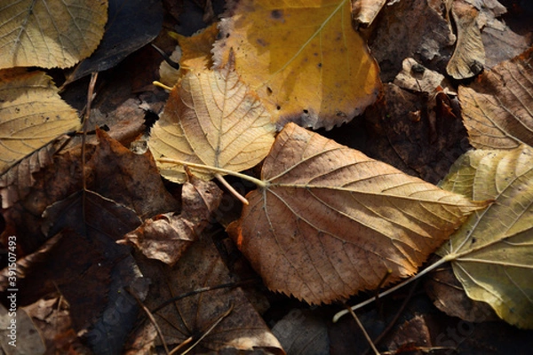 Fototapeta Autumn leaves lie on the ground .