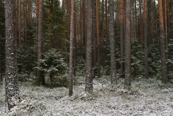 Fototapeta Fir trees in late autumn