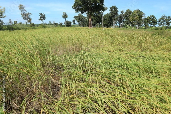 Fototapeta rice that fell on the floor in the strong winds in the fields