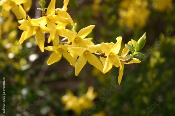 Fototapeta Forsythia