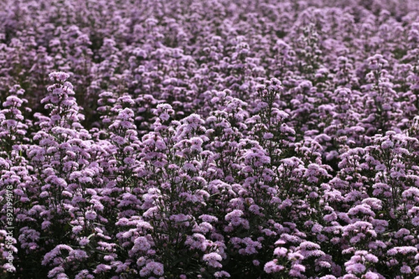 Fototapeta Marguerite flowers on a natural floral background. Beautiful flower in the garden