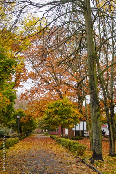 Fototapeta Autumn park with path, with yellow leaves.