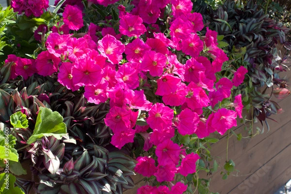 Fototapeta Beautiful blooming pink petunias close-up