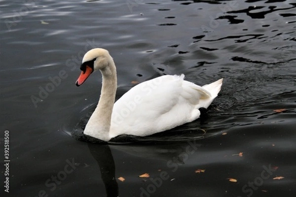 Fototapeta A Mute Swan on the water