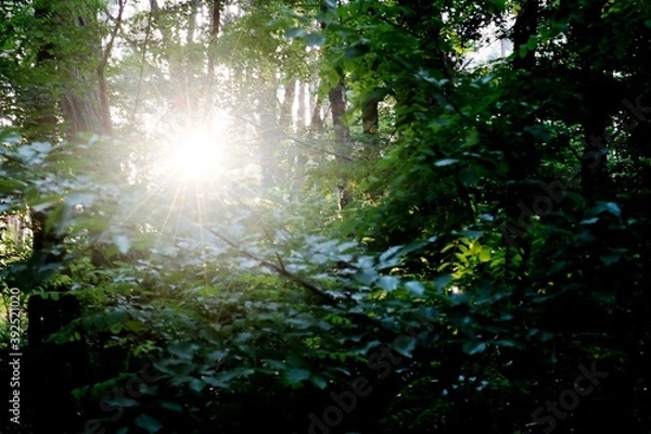 Fototapeta Sonnenwald