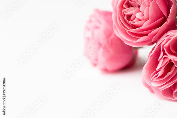 Fototapeta Pink delicate roses Leonardo da Vinci sort on a white surface. Copy space.