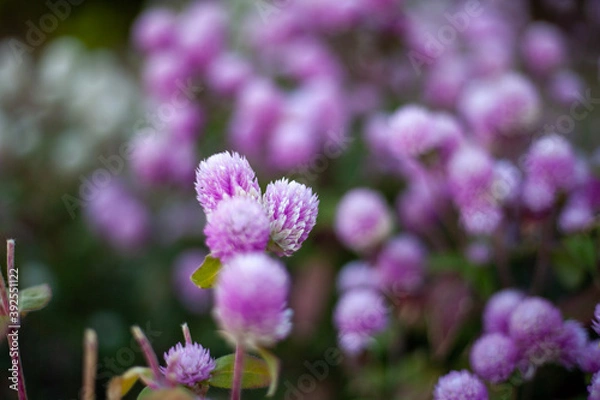 Fototapeta close up of lavender