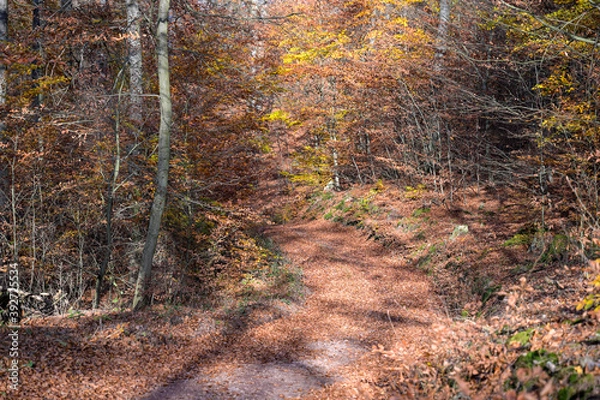 Fototapeta Drachenschlucht bei Eisenach im Spätherbst