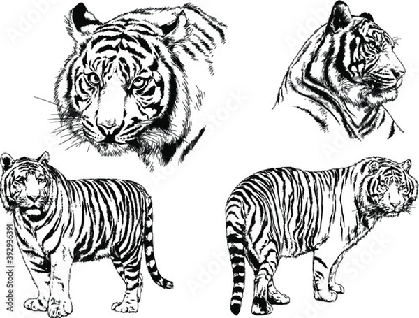 Fototapeta vector drawings sketches different predator , tigers lions cheetahs and leopards are drawn in ink by hand , objects with no background