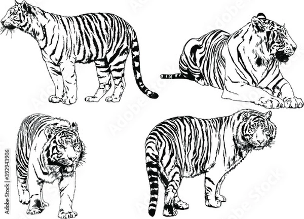 Fototapeta vector drawings sketches different predator , tigers lions cheetahs and leopards are drawn in ink by hand , objects with no background