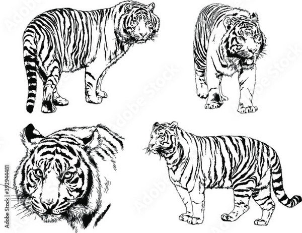 Fototapeta vector drawings sketches different predator , tigers lions cheetahs and leopards are drawn in ink by hand , objects with no background