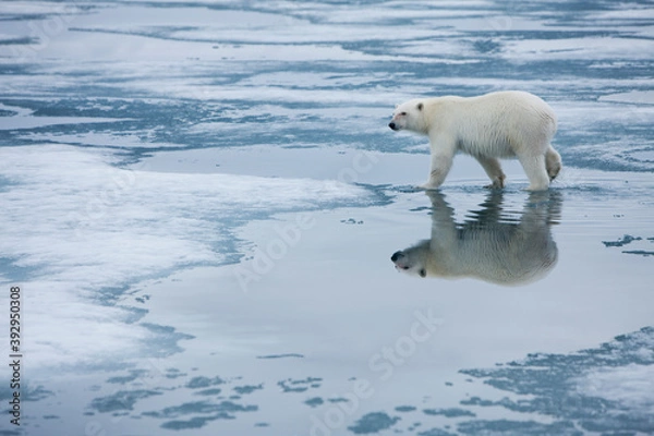 Fototapeta Polar Bear, Svalbard, Norway