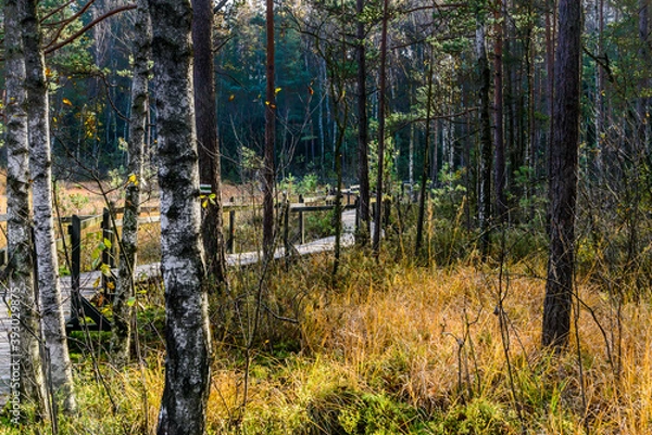 Fototapeta Autumn  forest near Celestytnow (Poland)