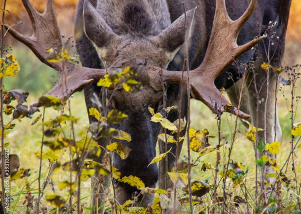 Fototapeta elk in autumn forest