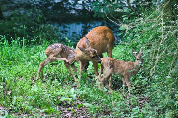 Fototapeta Rehe