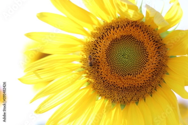 Fototapeta The sunflower is beautiful in the outdoor field and bright sky,Portrait.