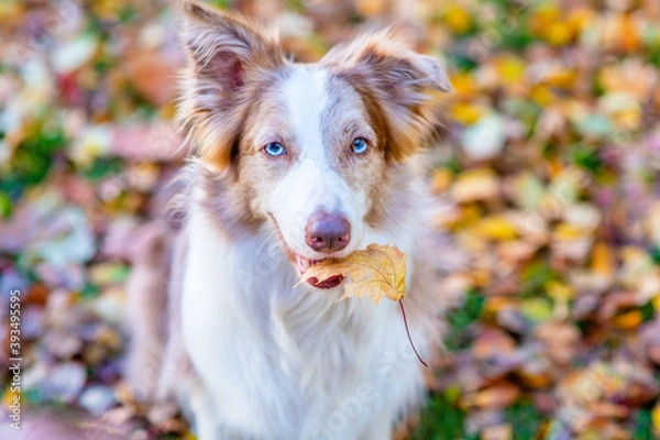 Fototapeta Happy Border collie dog holds autumn leaf  in it mouth