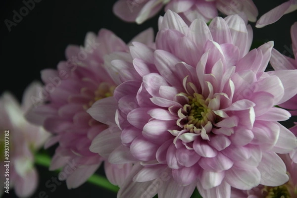 Fototapeta Pink flowers chryzanths on dark bacground tender chryzantemy różowe i delikatne