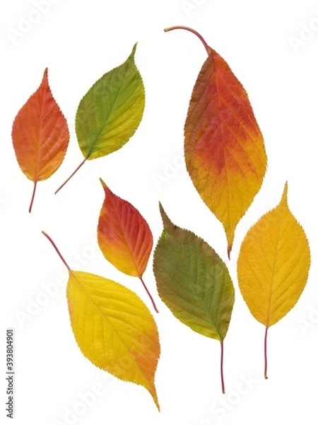 Fototapeta arrangement of multicolor various leaves in autumn isolated