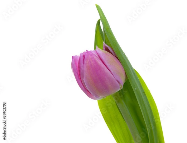 Fototapeta Tulip