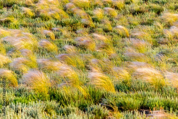 Fototapeta Beautiful of Feather Pennisetum or Mission Grass close up mode with back light of sunrise in the morning, abstract background concept.