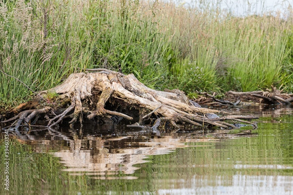 Fototapeta Tree stump beside a lake