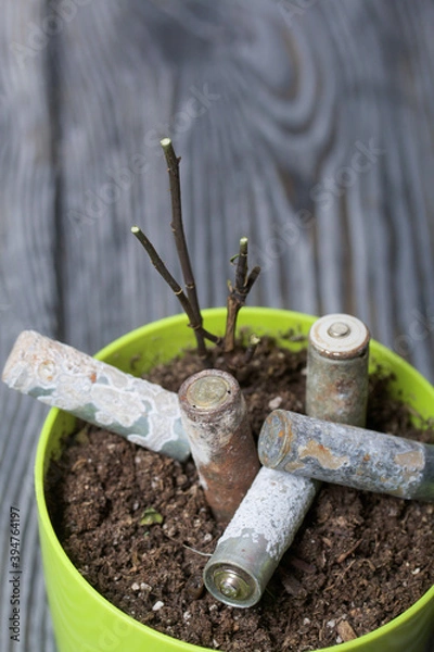 Fototapeta A flower pot with a withered plant. It contains corroded used batteries. Environmental protection and waste recycling.