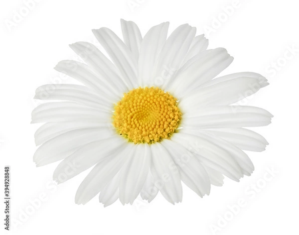 Fototapeta chamomile or daisies isolated on white background with clipping path. Set or collection.