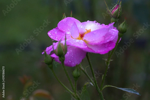 Fototapeta pink rose in the garden